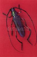 15 db modern, használatlan, jó minőségű képeslap: rovarok / 15 modern, unused, good quality postcard...