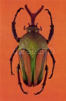 15 db modern, használatlan, jó minőségű képeslap: rovarok / 15 modern, unused, good quality postcard...