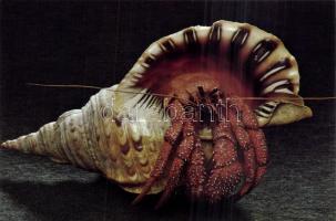 30db modern, használatlan, jó minőségű képeslap: állatok / 30 modern, unused, good quality postcards...