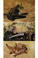 30db modern, használatlan, jó minőségű képeslap: állatok / 30 modern, unused, good quality postcards...