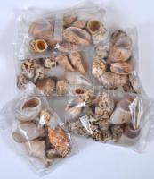 5 csomag szép tengeri csiga és kagyló /  5 bags of nice shells