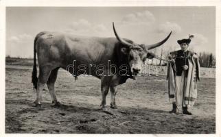 8 db régi, használatlan  magyar folklór lap / 8 unused, Hungarian folklore cards
