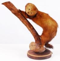 Preparált nyérc fatörzsön /  Mounted mink, 42x30cm