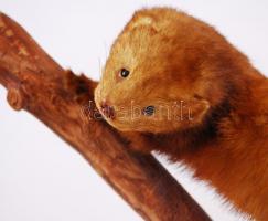 Preparált nyérc fatörzsön / 
Mounted mink, 42x30cm
