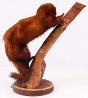 Preparált nyérc fatörzsön / 
Mounted mink, 42x30cm