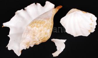 2db szép, csendes-óceáni kagyló / 
Sea shells, 15x12cm, 30x20cm