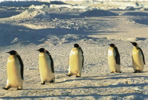 296 db modern üdvözlőlap, benne 16 db szovjet díjjegyes / 296 modern greeting cards, between them 16...