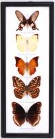 Gyönyörű, malajziai lepkegyűjtemény feliratozva, üvegezett keretben /  Beautiful Malaysian butterfly collection with description, in frame, 37,5x15cm