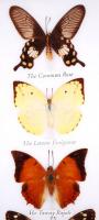 Gyönyörű, malajziai lepkegyűjtemény feliratozva, üvegezett keretben / 
Beautiful Malaysian butterfly...