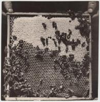 1932 Kerny István (1879-1963): Méhek. Vintage fotó, hátoldalán szerzői pecséttel jelzett, 17x17cm