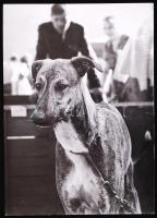 cca 1910-1990 96db felvétel kutyákról, kutyákkal, klf méretben