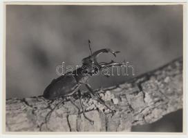cca 1930 Kinszki Imre (1901-1945): Szarvasbogár. Vintage makrofotó, hátoldalán szerzői pecséttel, 12x17cm