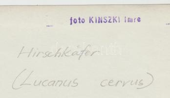 cca 1930 Kinszki Imre (1901-1945): Szarvasbogár. Vintage makrofotó, hátoldalán szerzői pecséttel, 12...