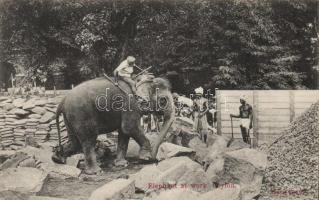 Elephant in Ceylon, folklore
