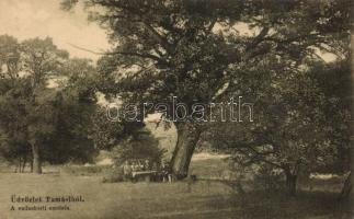 Tamási, vadaskerti csodafa