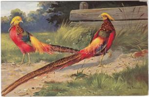 Birds, hunting s: Alfred Schönian