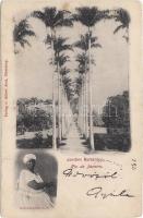 1898 Rio de Janeiro botanical garden