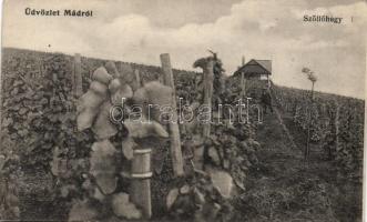 Mád, szőlőhegy (fa)