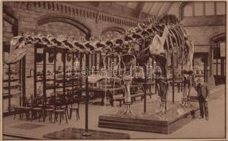 Dinosaur skeleton / Dr. Méhes Gyula természetrajzi levelezőlapok