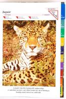 cca 1990 5db tudástármappa: Csodálatos állatvilág, Atlas, Családorvos, Virágvarázslat