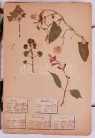 1898-1899 Herbarium für Volks-u. Bürgerschulen. Zusammengestellt v. Johann Petkovsek. Wien,  Verlag ...