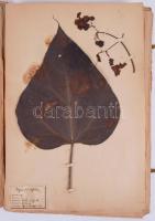 1898-1899 Herbarium für Volks-u. Bürgerschulen. Zusammengestellt v. Johann Petkovsek. Wien,  Verlag ...