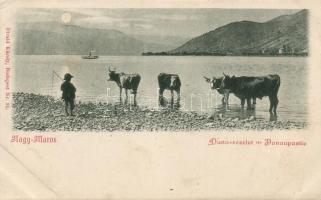 Nagymaros Duna part, tehénpásztor (EK)