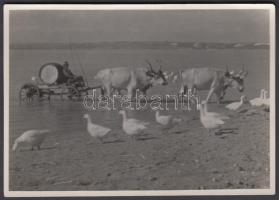 cca 1940 Dulovits Jenő (1903-1972): Dunai víz az öntözéshez. Vintage fotó, hátoldalán szerzői pecséttel, 8,5x12cm