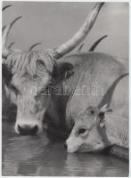 Cca 1940 Vadas Ernő (1899-1962): Itatónál. Vintage kópia, hátoldalán szerzői pecséttel, 23x17cm