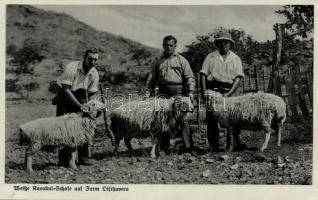 Otjihavera, german colony, farm of white Karakul