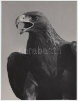 1952 Járai Rudolf (1913-1993): Sas. Vintage fotó, pecséttel jelzett, 24x18cm