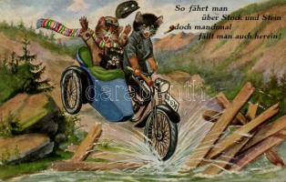 Cats with motorbike, humour