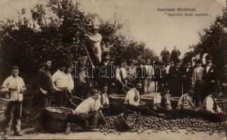 Sicilian folklore, harvest of oranges (EK)