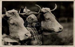 Hungarian folklore, child, cows, photo