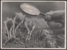 Cca 1940 Dulovits Jenő (1903-1972): Kutató. Vintage fotó, szerzői pecséttel ellátva, 9x12 cm.