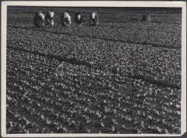 cca 1933 Kinszki Imre (1901-1945): Bolgár kertészek Zuglóban. Vintage fotó, hátoldalán szerzői pecséttel jelzett, 13x18cm