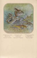 Common Sun-fish, Gemmeous Dragonet, Hair-tail fish, metallic, litho (Rb)