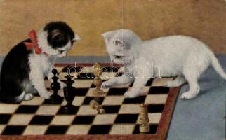 Chess playing cats