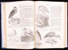 Dr. Alois Pokorny: Illustrierte Naturgeschichte des Thierreiches; Illustrierte Naturgeschichte des P...