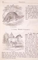 Dr. Alois Pokorny: Illustrierte Naturgeschichte des Thierreiches; Illustrierte Naturgeschichte des P...