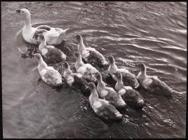1950 Vadas Ernő (1899-1962) fotóművész: Kacsacsalád. Vintage fotó, pecséttel jelzett, kiállítási emlékjeggyel, 30x40 cm