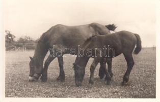 Horse photo