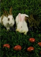 159 modern képeslap: 64 üdvözlőlap, 77 balatoni és 18 magyar és külföldi várakat ábrázoló lap / 159 ...