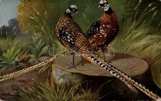 Birds, hunting s: Alfred Schönian (EB)