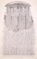 Richard Hesse - Franz Doflein: Tierbau und Tierleben in ihrem Zusammenhang betrachtet. 2 Bde. Band 1...