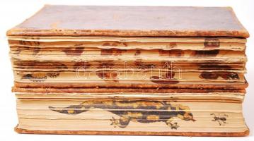 Richard Hesse - Franz Doflein: Tierbau und Tierleben in ihrem Zusammenhang betrachtet. 2 Bde. Band 1...