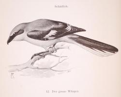 Herman, Otto: Nutzen und Schaden der Vögel. [1903] Kiadói egészvászon kötésben, gazdag képanyaggal. ...