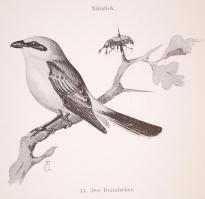 Herman, Otto: Nutzen und Schaden der Vögel. [1903] Kiadói egészvászon kötésben, gazdag képanyaggal. ...