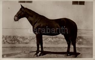 Mezőhegyes, állami ménes, Nonius angol-normand törzsmén