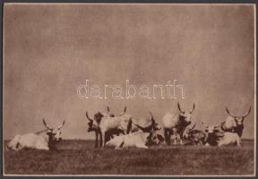 1917/1938 Kerny István (1879-1963): Delel a gulya. Vintage fotó, carbro másolat, aláírt és pecsételt, 15x22cm